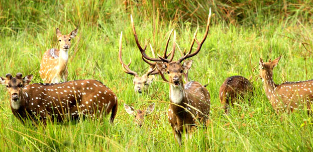 wildlife tourism wayanad